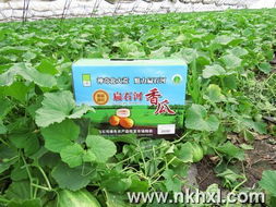 双鸭山农场 以质量追溯体系提升农产品效益，赋能瓜农新生活