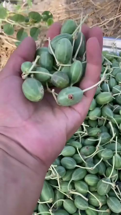 优质农产品 品质选择与消费趋势