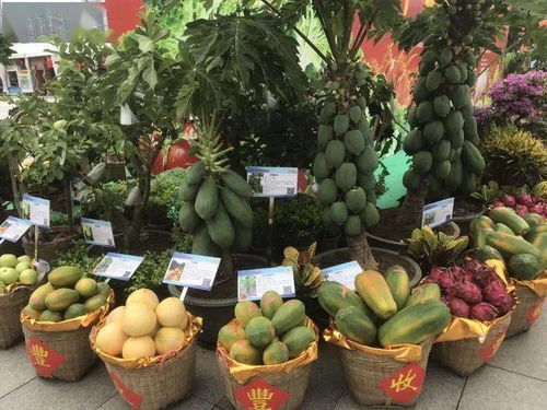 番禺区名优特色农产品销售火爆，生活日用品市场活力迸发