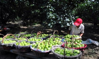 新疆生产建设兵团优质农产品亮相龙泉，品质纯正不容错过